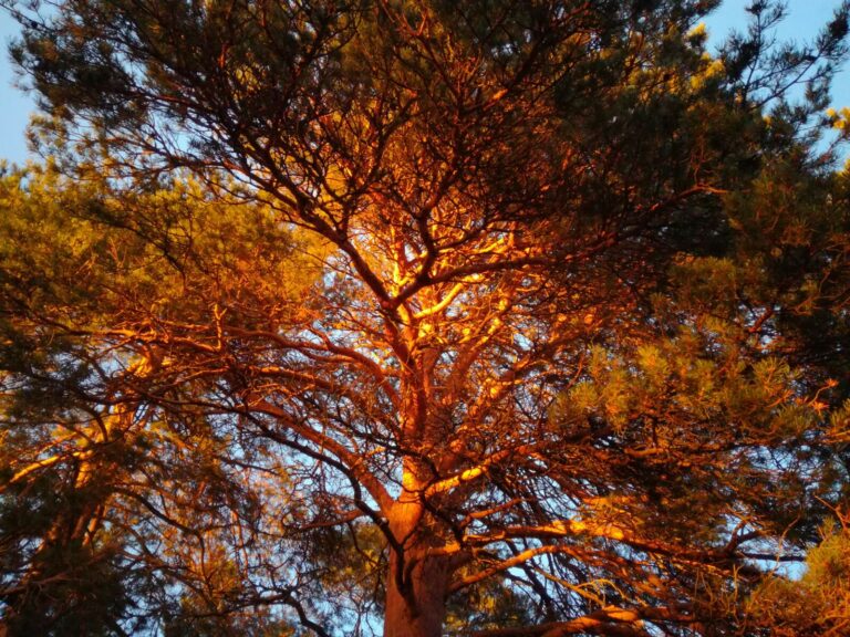 MÅNADENS HÄLSOPUFF – SEPTEMBER